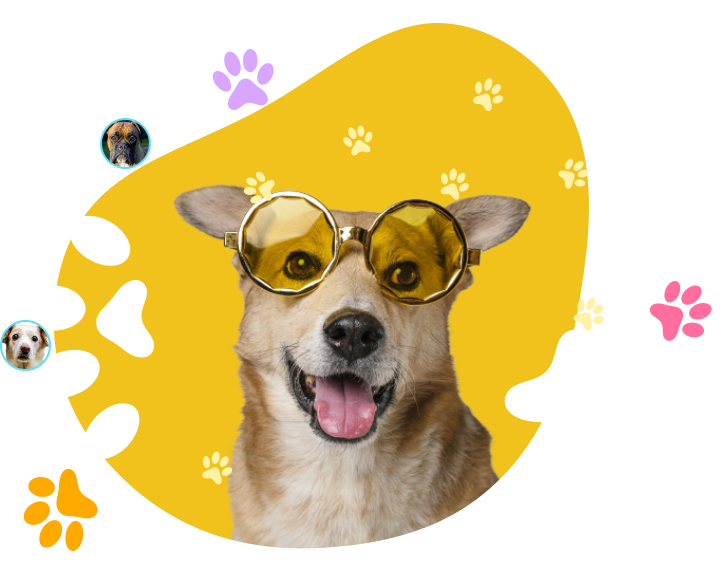 Tosa e cuidados veterinários em Barreiros, São José - SC
