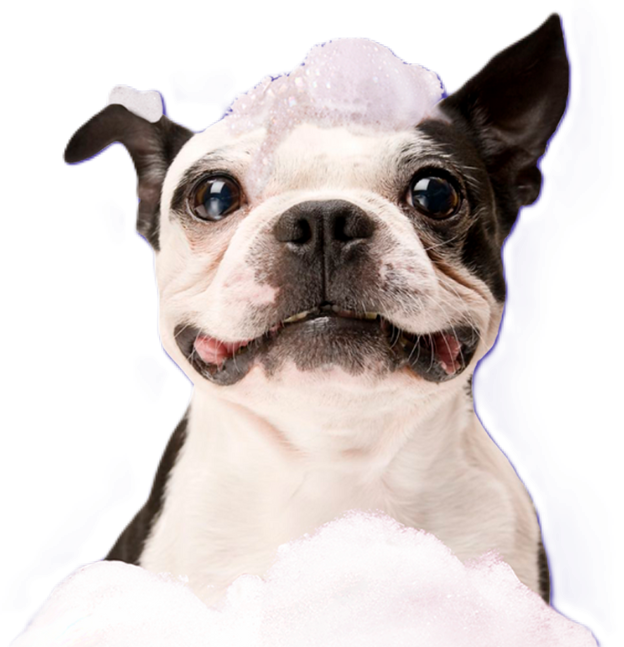 cachorro na banheira